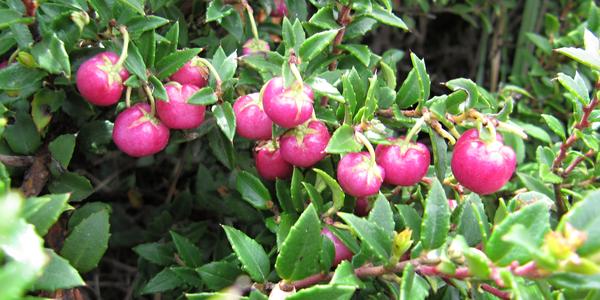 Chaura, Gaultheria mucronata, Fuerte Bulnes