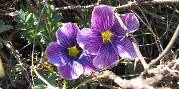 Geranium magellanicum, Seno Otway