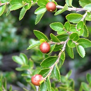 Guindo, Nothofagus betuloides, Perito Moreno