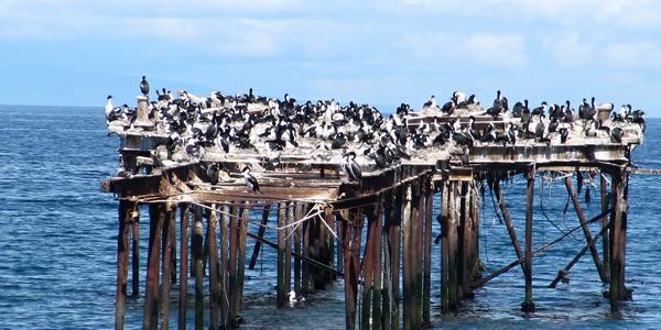 Kormoráni na starém molu, Punta Arenas