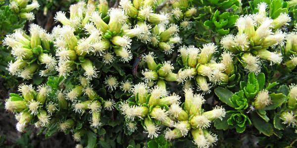 Mosaiguillo, Baccharis patagonica, Torres del Paine