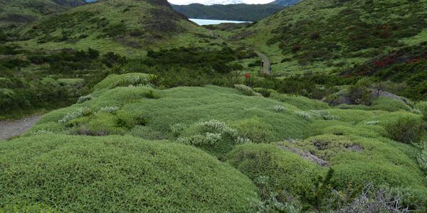 Mulinum spinosum, pichlavá matrace pro tchyni, Torres del Paine