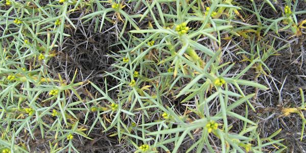 Neneo, Mulinum spinosum, Torres del Paine