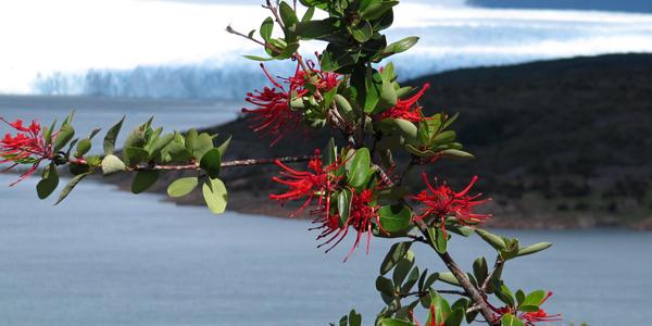 Notro, Embothrium coccineum, Perito Moreno