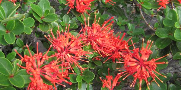 Notro, Fire Bush, Embothrium coccineum