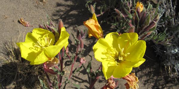 Oenothera magellanica, u jeskyní Waliche, El Calafate