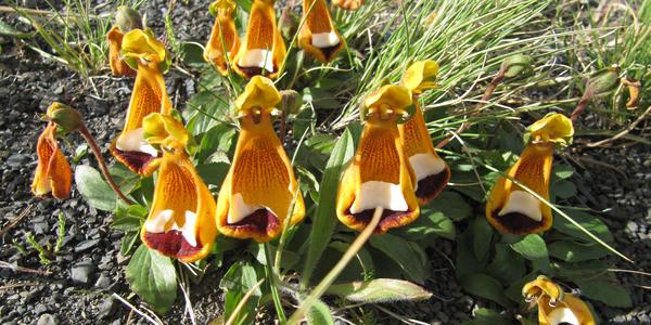 Orchidej Capachito, Calceolaria uniflora