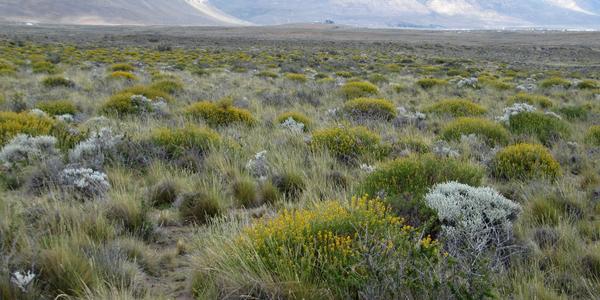 Pampa u jeskyní Waliche, El Calafate