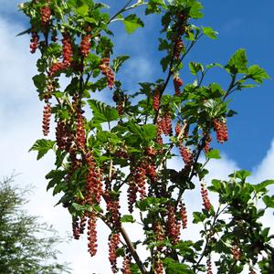 Parilla, Ribes magellanicum, Ohňová země