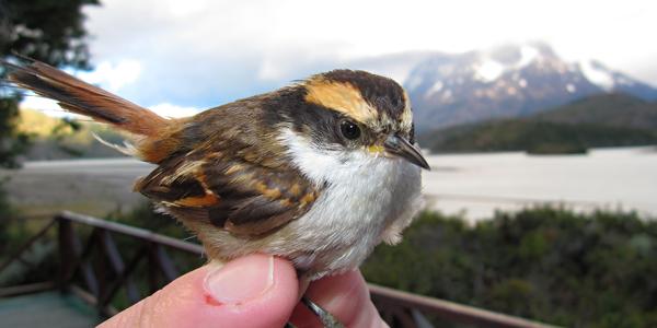 Rayadito, Aphrastura spinicauda, Torres del Paine