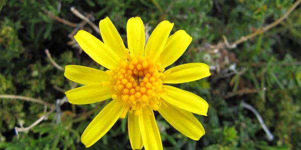 Senecio argyreus, Torres del Paine