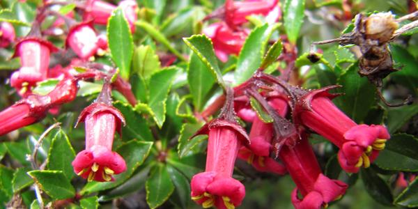 Siete camisas, Escallonia rubra, Torres del Paine