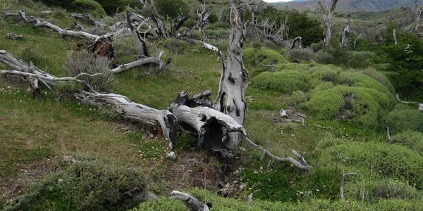 Stopy požáru v roce 2005, Cascada del Paine