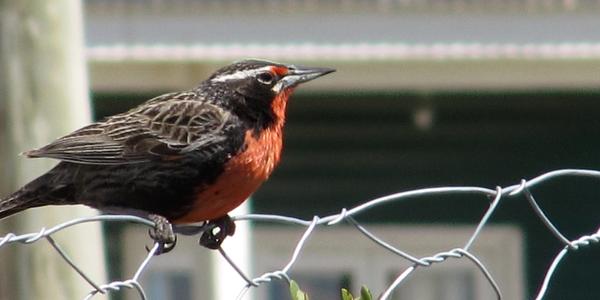Sturnella loyca, El Calafate