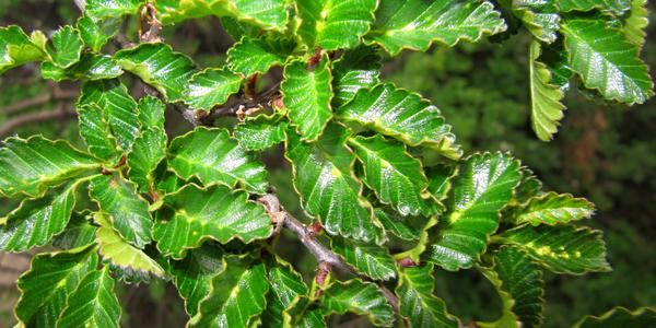 Ňire, Nothofagus antarctica, Perito Moreno
