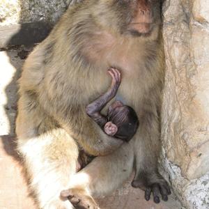 Makak bezocasý, Gibraltar