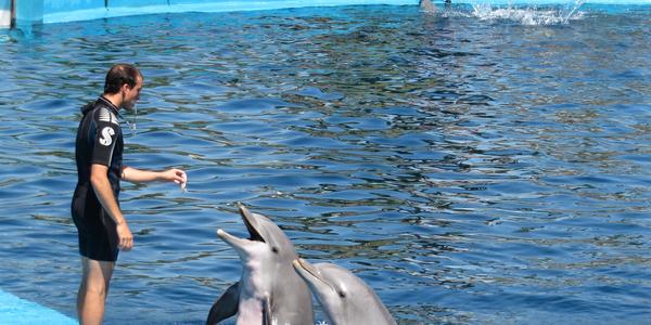 Oceanografické muzeum ve Valencii chová okolo dvaceti delfínů