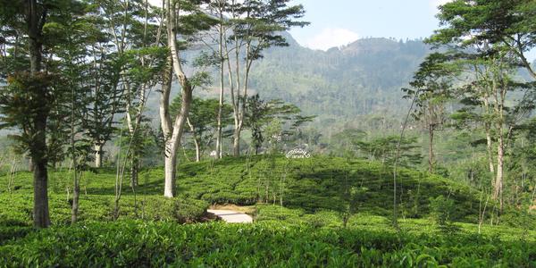 Čajové plantáže, Nuwara Eliya