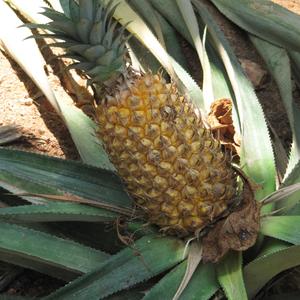 Ananas