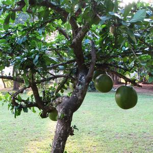 Calebasa Tree