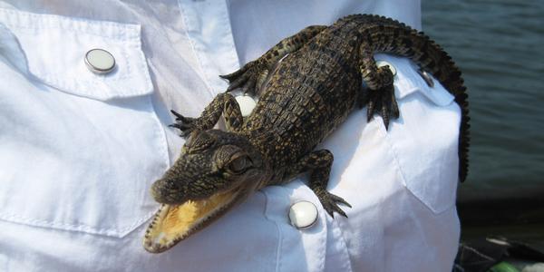Malý krokodýl