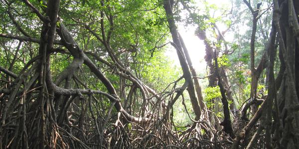 Mangrove na jižním pobřeží