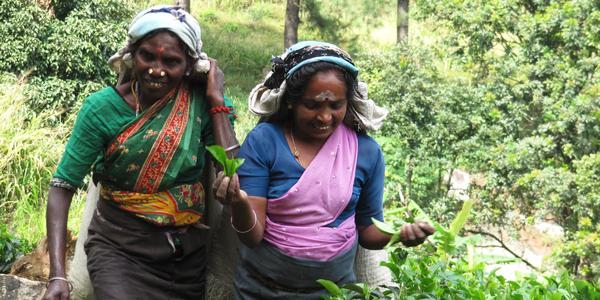 Sběračky čaje, Nuwara Eliya