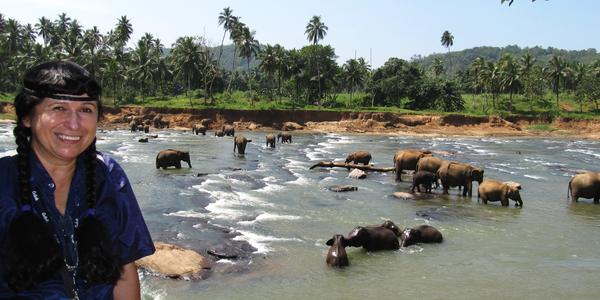 V Pinnawala Elephant Orphanage