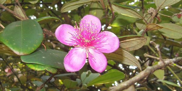V arboretu Peradeniya