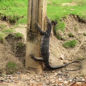 Varan, cestou do Polonnaruwy