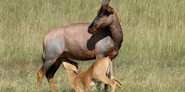 Buvolec modrý s mládětem, Masai Mara