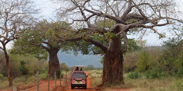 Krajina s baobaby, Tsavo West