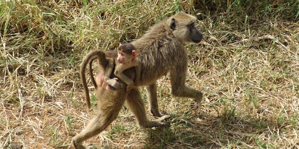 Malý zvědavec, Tsavo West