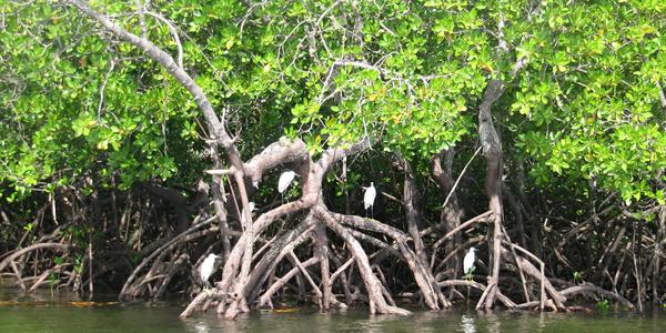 Mangrove na Kinazini
