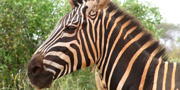 Zebra stepní, Tsavo West