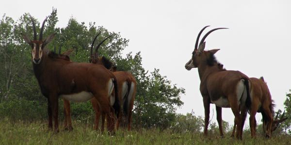 Antilopa vraná, Shimba Hills