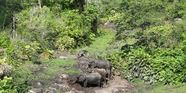 Bahenní koupele v Shimba Hills