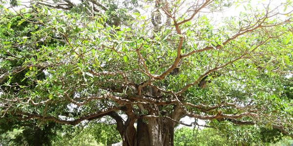 Baobab v Mombase