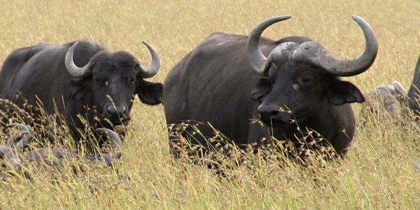 Buvol kaferský, Masai Mara