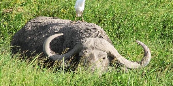 Buvol se svojí volavkou, Amboseli