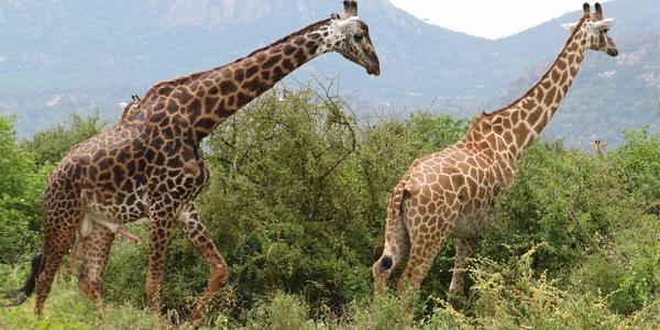 Dostanu tě, momentka z Tsavo West