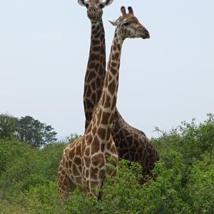 Dvojportrét žirafy masajské, Tsavo West