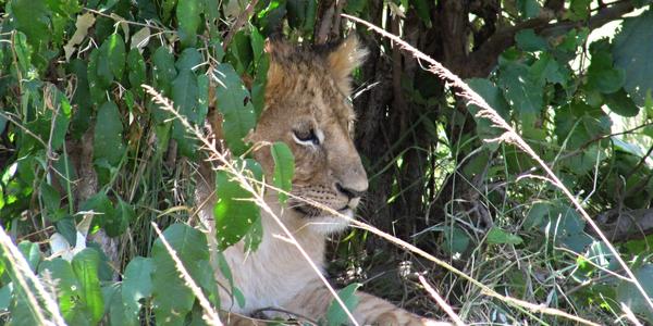 Hra na schovávanou, Masai Mara