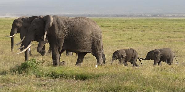 Hravá slůňata, Amboseli