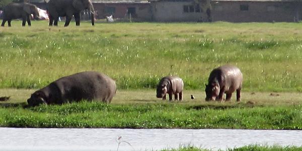 Hroši v Amboseli