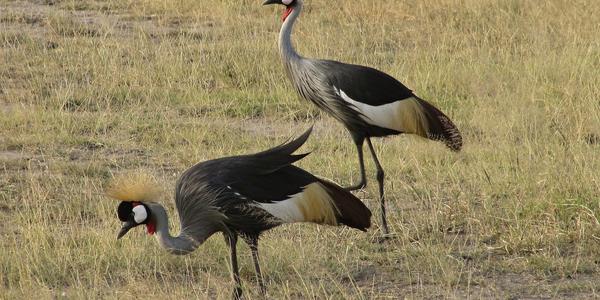 Jeřáb královský, Amboseli