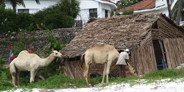 Ke%nské kontrasty, Mombasa Nyali