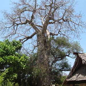 Kinazini