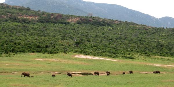Krajina v Tsavo West
