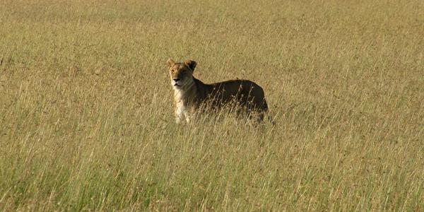 Middle of nowhere, Masai Mara